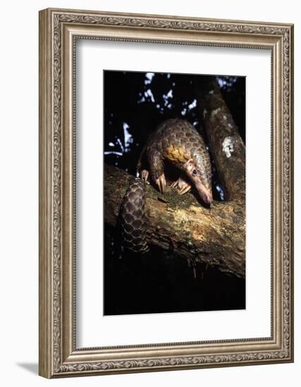 Chinese Pangolin (Manis Pentadactyla) In A Tree At Dusk, Komodo National Park, Indonesia-Michael Pitts-Framed Photographic Print