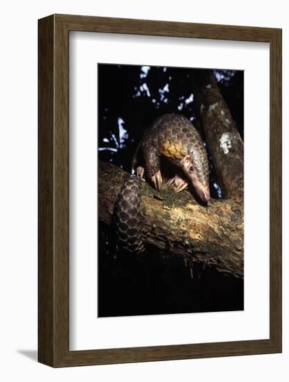 Chinese Pangolin (Manis Pentadactyla) In A Tree At Dusk, Komodo National Park, Indonesia-Michael Pitts-Framed Photographic Print