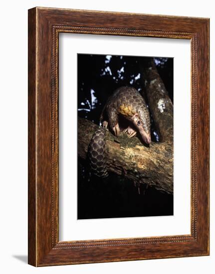 Chinese Pangolin (Manis Pentadactyla) In A Tree At Dusk, Komodo National Park, Indonesia-Michael Pitts-Framed Photographic Print