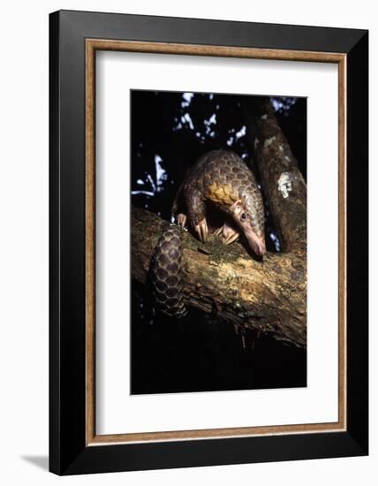 Chinese Pangolin (Manis Pentadactyla) In A Tree At Dusk, Komodo National Park, Indonesia-Michael Pitts-Framed Photographic Print