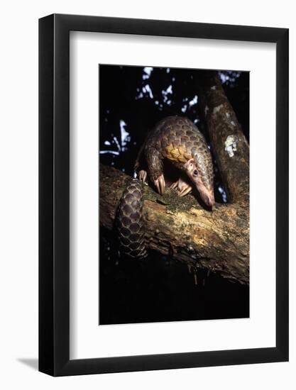 Chinese Pangolin (Manis Pentadactyla) In A Tree At Dusk, Komodo National Park, Indonesia-Michael Pitts-Framed Photographic Print