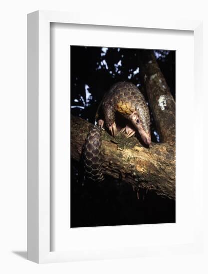 Chinese Pangolin (Manis Pentadactyla) In A Tree At Dusk, Komodo National Park, Indonesia-Michael Pitts-Framed Photographic Print