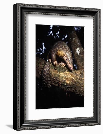 Chinese Pangolin (Manis Pentadactyla) In A Tree At Dusk, Komodo National Park, Indonesia-Michael Pitts-Framed Photographic Print