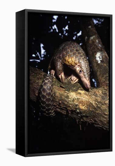 Chinese Pangolin (Manis Pentadactyla) In A Tree At Dusk, Komodo National Park, Indonesia-Michael Pitts-Framed Premier Image Canvas