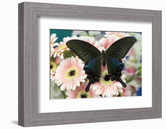 Chinese peacock black swallowtail, Papilio bianor on Gerber Daisies-Darrell Gulin-Framed Photographic Print