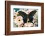 Chinese peacock black swallowtail, Papilio bianor on Gerber Daisies-Darrell Gulin-Framed Photographic Print