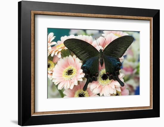 Chinese peacock black swallowtail, Papilio bianor on Gerber Daisies-Darrell Gulin-Framed Photographic Print