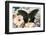 Chinese peacock black swallowtail, Papilio bianor on Gerber Daisies-Darrell Gulin-Framed Photographic Print