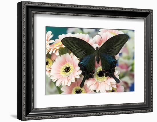 Chinese peacock black swallowtail, Papilio bianor on Gerber Daisies-Darrell Gulin-Framed Photographic Print