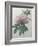 Chinese Peony-Pierre-Joseph Redoute-Framed Art Print