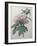 Chinese Peony-Pierre-Joseph Redoute-Framed Art Print