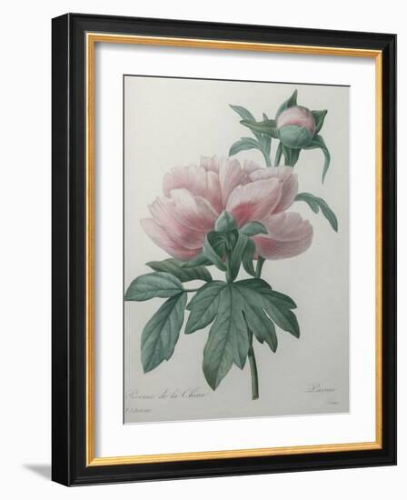 Chinese Peony-Pierre-Joseph Redoute-Framed Art Print