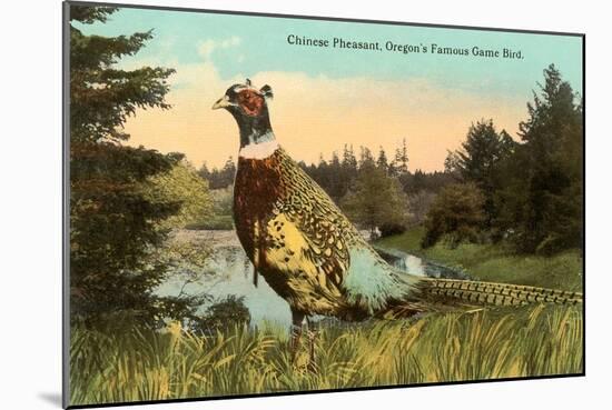 Chinese Pheasant, Oregon Game Bird-null-Mounted Art Print