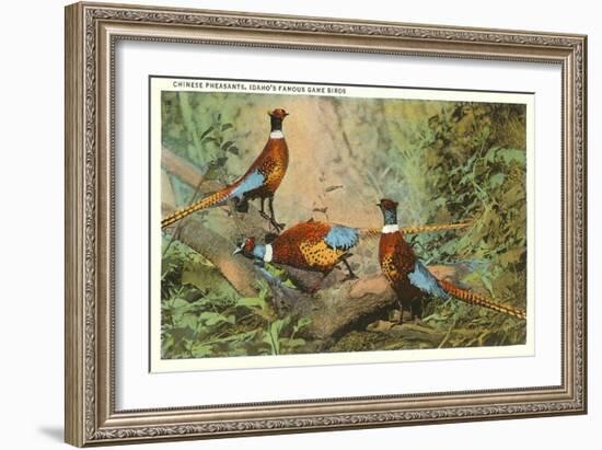 Chinese Pheasants, Idaho-null-Framed Art Print