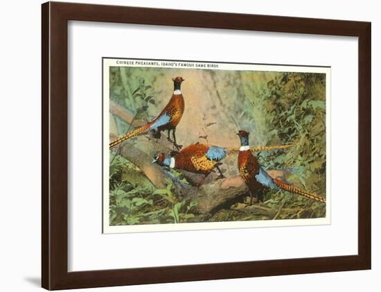 Chinese Pheasants, Idaho-null-Framed Art Print
