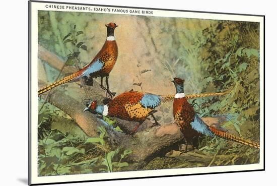 Chinese Pheasants, Idaho-null-Mounted Art Print