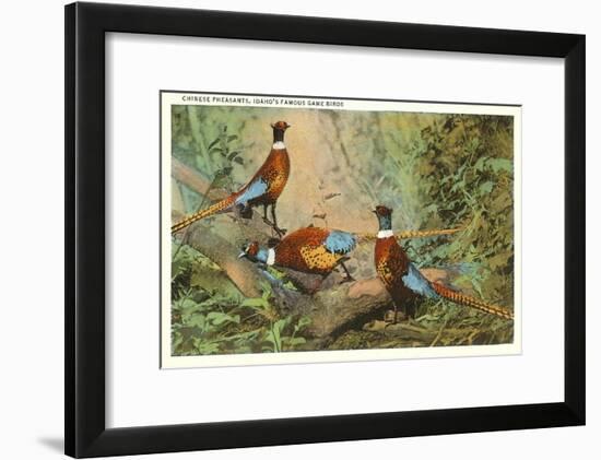 Chinese Pheasants, Idaho-null-Framed Art Print