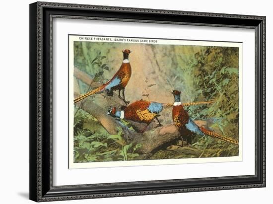 Chinese Pheasants, Idaho-null-Framed Art Print