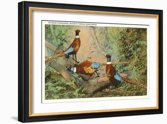 Chinese Pheasants, Idaho-null-Framed Art Print