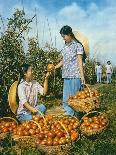 Chinese Food Production: Ripe Tomatoes, 1959-Chinese Photographer-Giclee Print