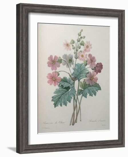 Chinese Primrose-Pierre-Joseph Redoute-Framed Art Print