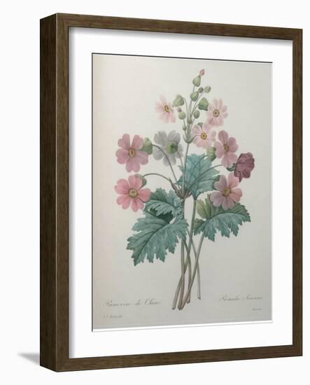 Chinese Primrose-Pierre-Joseph Redoute-Framed Art Print