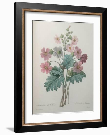 Chinese Primrose-Pierre-Joseph Redoute-Framed Art Print