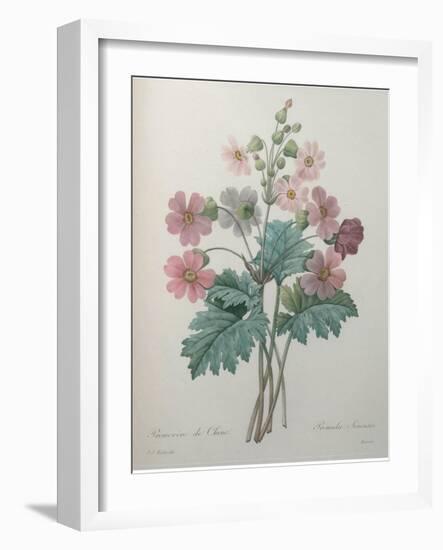 Chinese Primrose-Pierre-Joseph Redoute-Framed Art Print