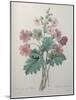 Chinese Primrose-Pierre-Joseph Redoute-Mounted Art Print