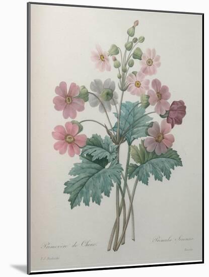 Chinese Primrose-Pierre-Joseph Redoute-Mounted Art Print