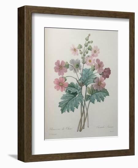 Chinese Primrose-Pierre-Joseph Redoute-Framed Art Print