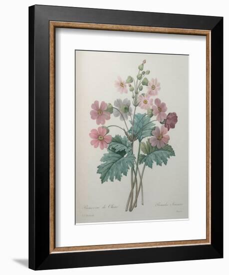 Chinese Primrose-Pierre-Joseph Redoute-Framed Art Print