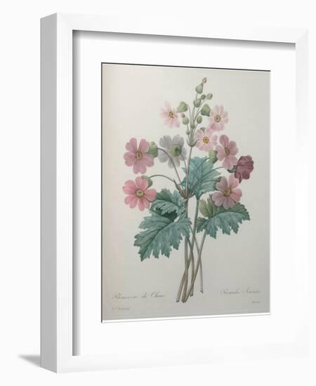 Chinese Primrose-Pierre-Joseph Redoute-Framed Art Print