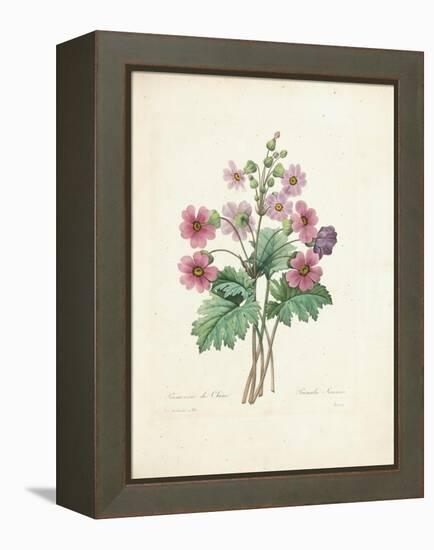 Chinese Primrose-Pierre-Joseph Redouté-Framed Premier Image Canvas