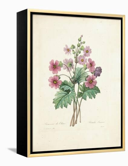 Chinese Primrose-Pierre-Joseph Redouté-Framed Premier Image Canvas