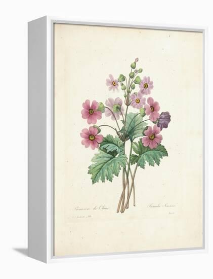 Chinese Primrose-Pierre-Joseph Redouté-Framed Premier Image Canvas