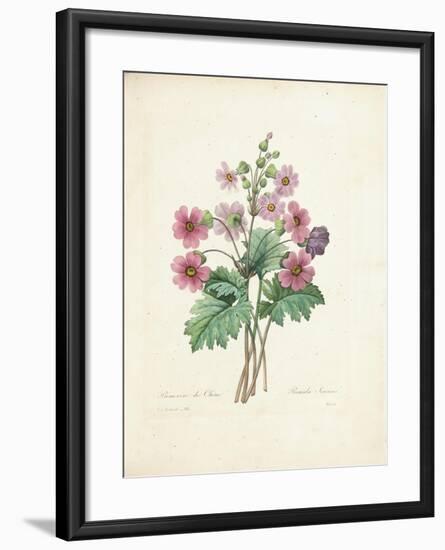 Chinese Primrose-Pierre-Joseph Redouté-Framed Giclee Print