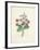 Chinese Primrose-Pierre-Joseph Redouté-Framed Giclee Print