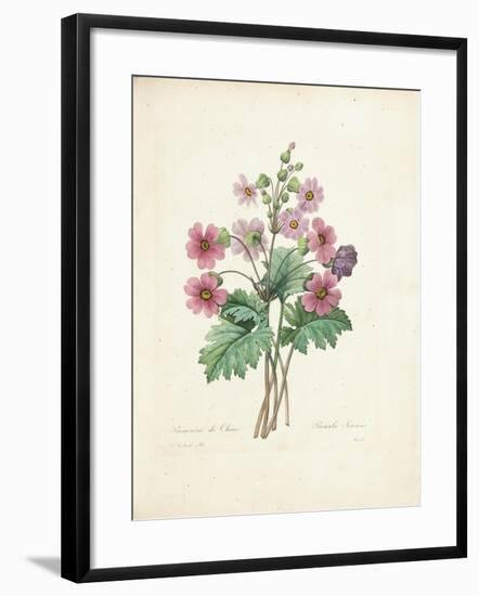 Chinese Primrose-Pierre-Joseph Redouté-Framed Giclee Print