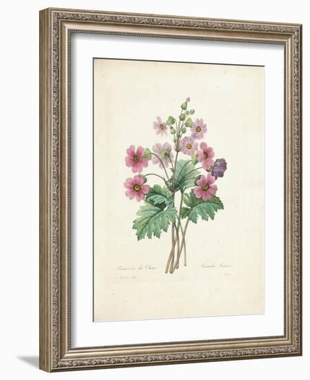 Chinese Primrose-Pierre-Joseph Redouté-Framed Giclee Print