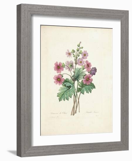 Chinese Primrose-Pierre-Joseph Redouté-Framed Giclee Print