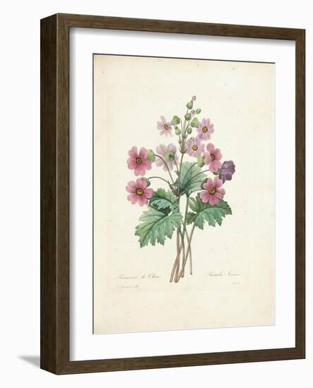 Chinese Primrose-Pierre-Joseph Redouté-Framed Giclee Print