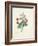 Chinese Primrose-Pierre-Joseph Redouté-Framed Giclee Print