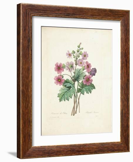 Chinese Primrose-Pierre-Joseph Redouté-Framed Giclee Print