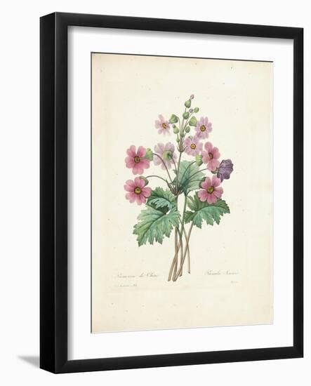 Chinese Primrose-Pierre-Joseph Redouté-Framed Giclee Print