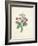 Chinese Primrose-Pierre-Joseph Redouté-Framed Giclee Print