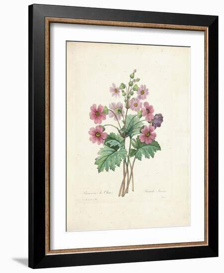 Chinese Primrose-Pierre-Joseph Redouté-Framed Giclee Print