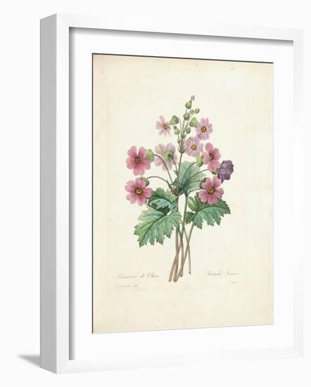 Chinese Primrose-Pierre-Joseph Redouté-Framed Giclee Print