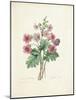 Chinese Primrose-Pierre-Joseph Redouté-Mounted Giclee Print