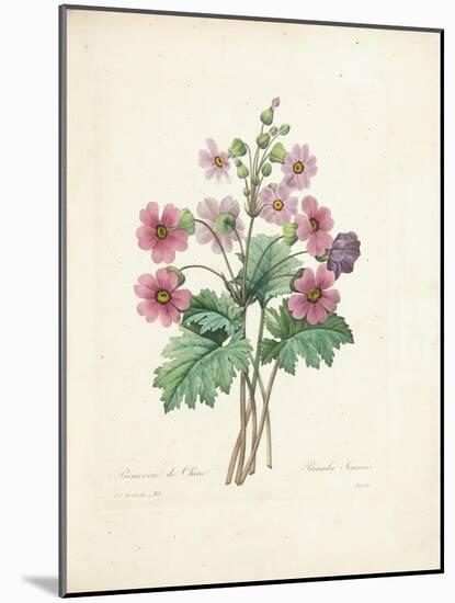 Chinese Primrose-Pierre-Joseph Redouté-Mounted Giclee Print